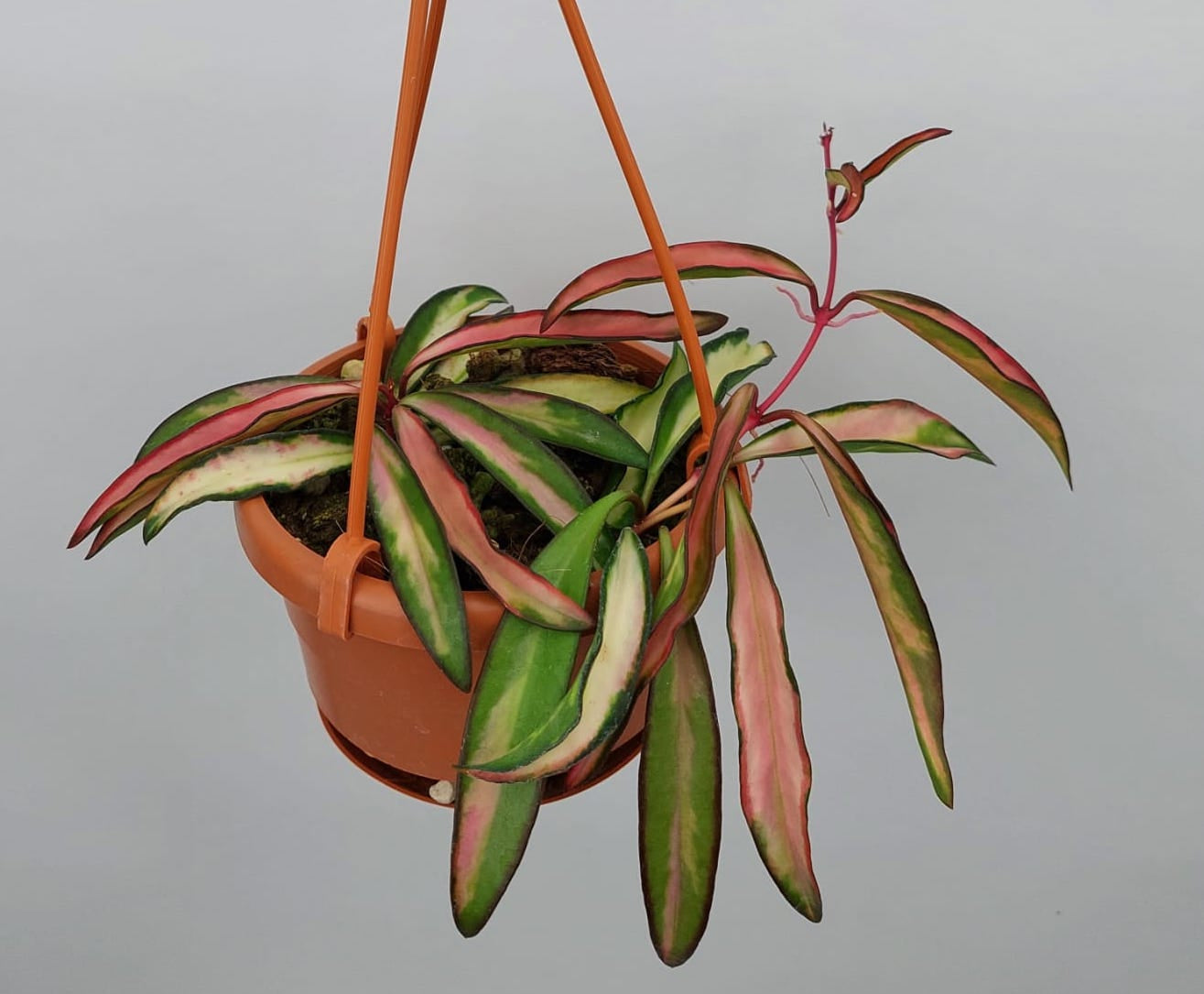 Hoya wayetii (kentiana) variegata "Big Plant"