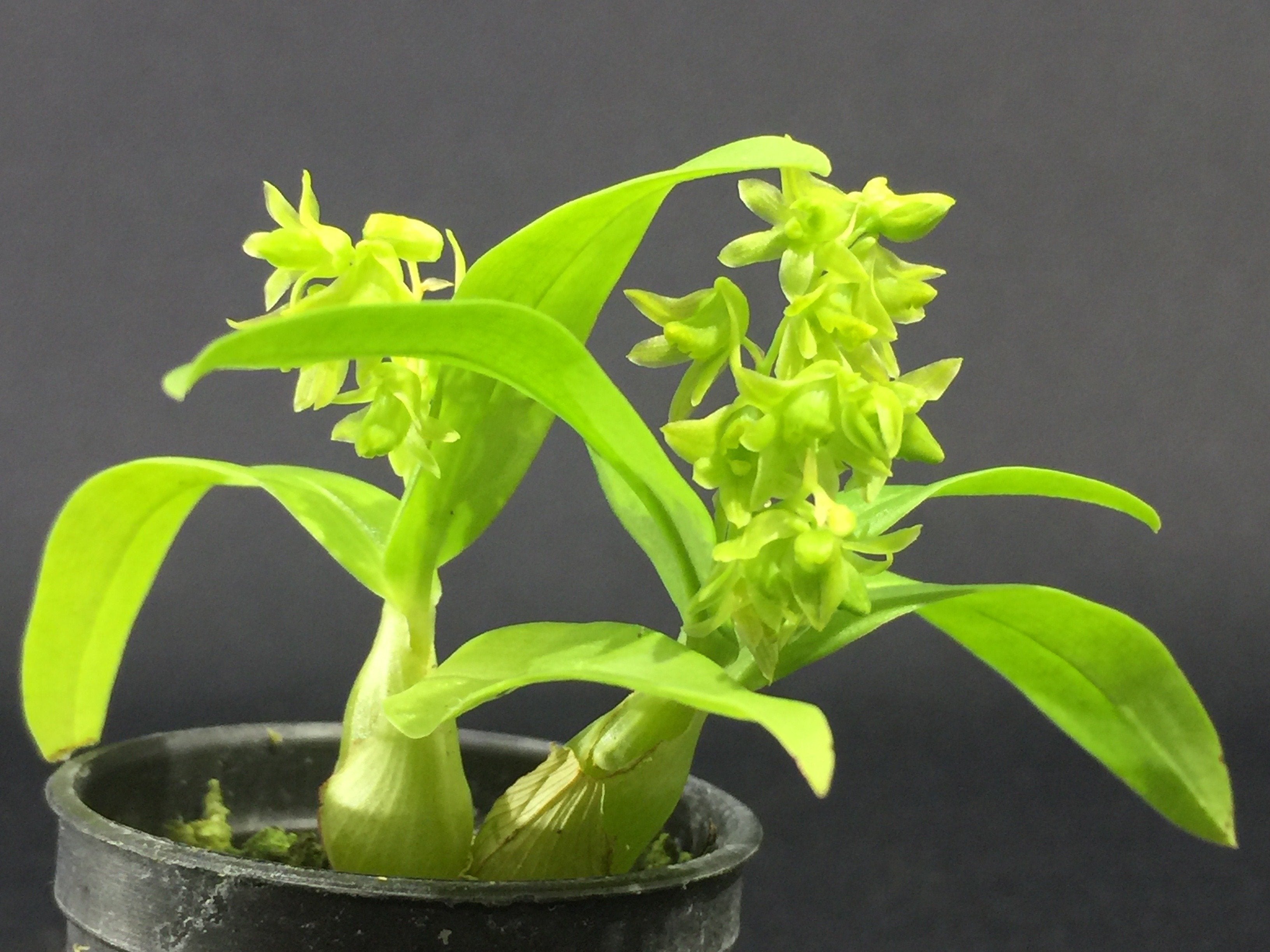 Dendrobium minutiflorum