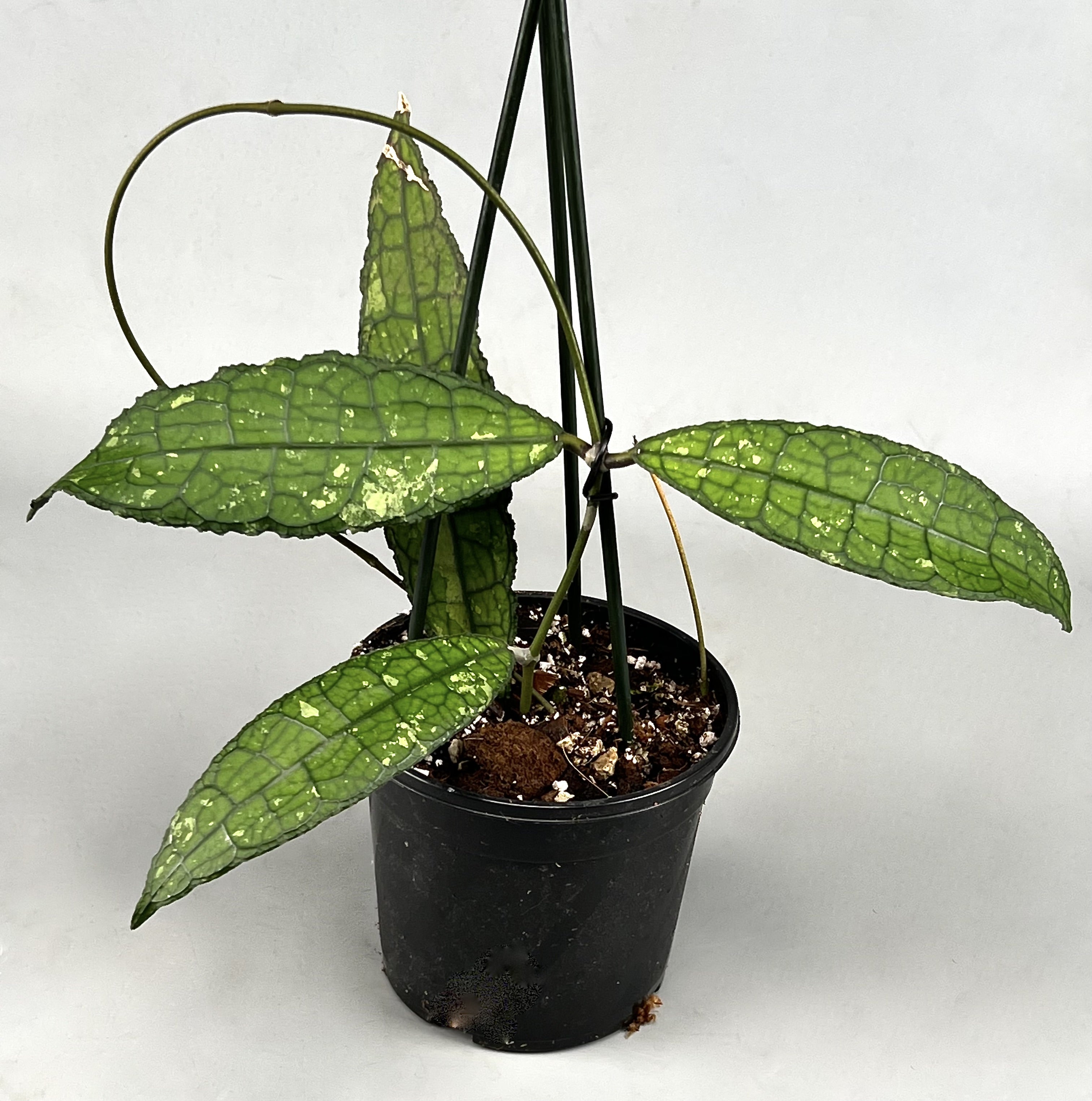 Hoya clemensiorum (2 Leaves)