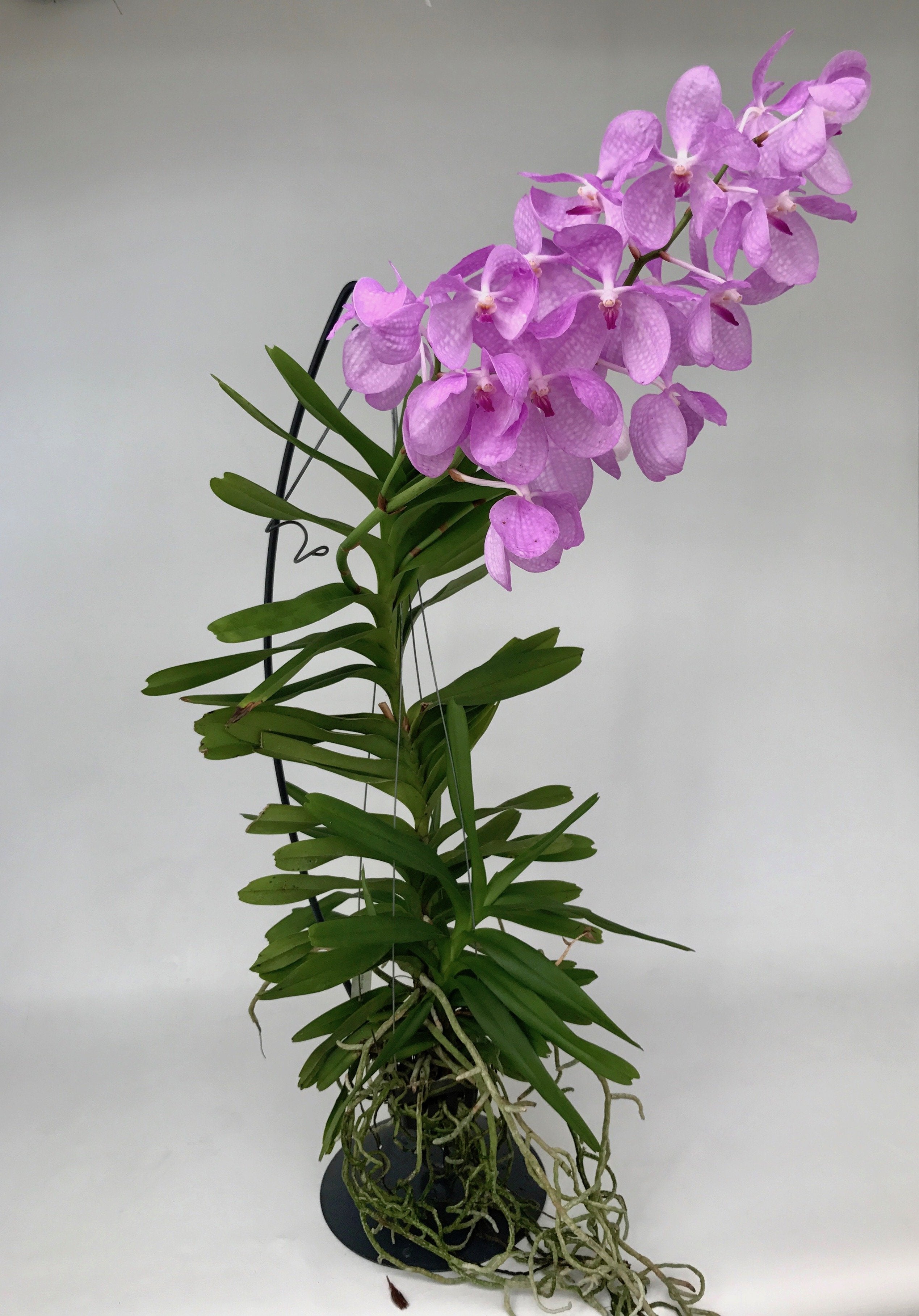 Orchideeen Hangstandaard ( hoogte 67 cm )