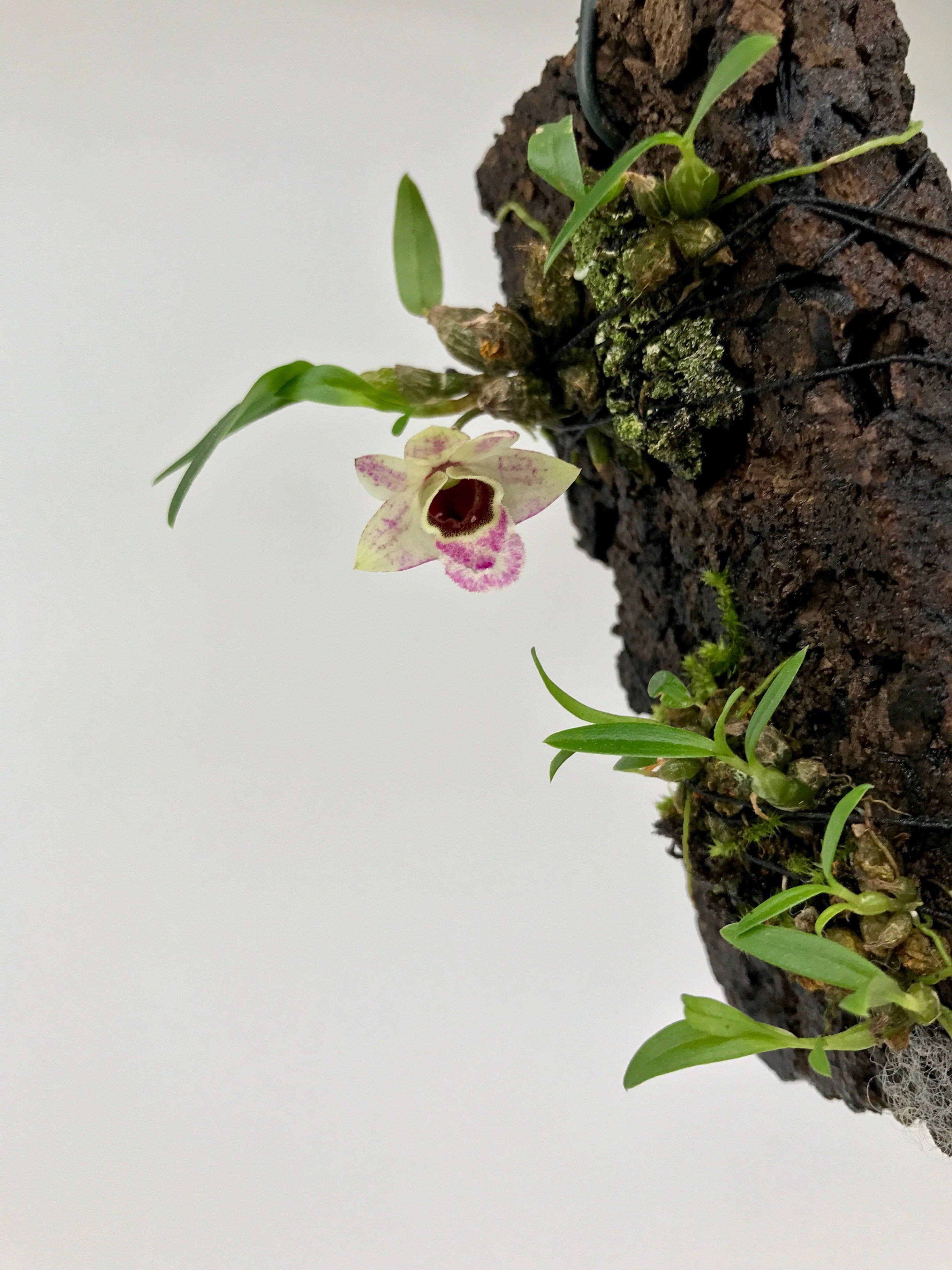 Dendrobium hekouense Big