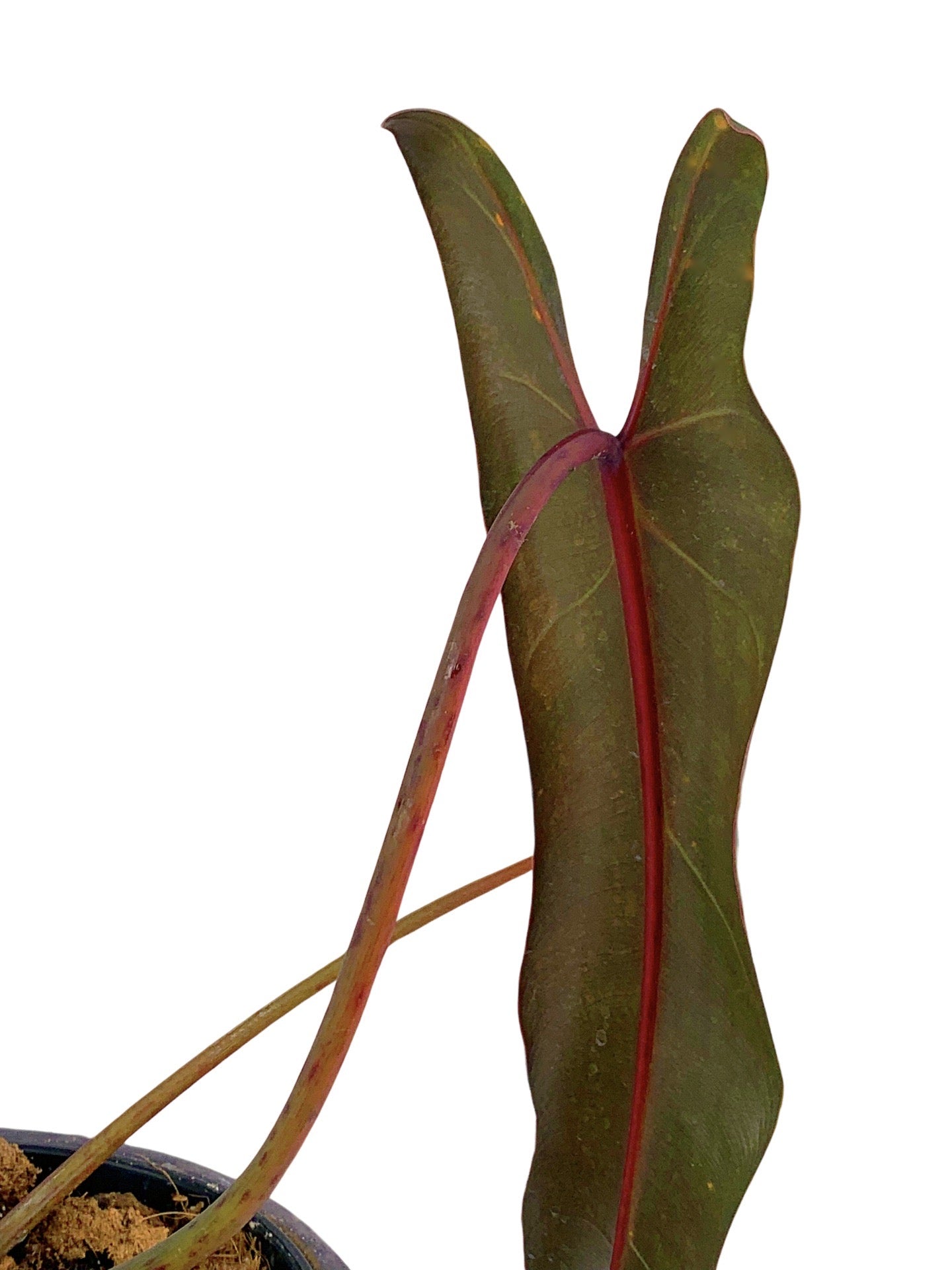 Philodendron spiritus sancti (Small Plant 3 Leaves, few roots)