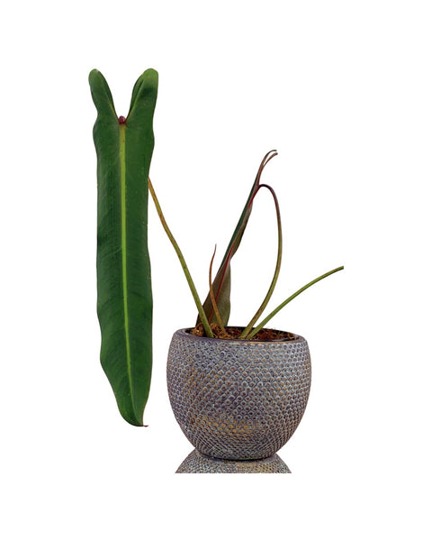 Philodendron spiritus sancti