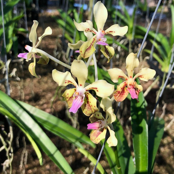 img_3448_600x600_crop_center.