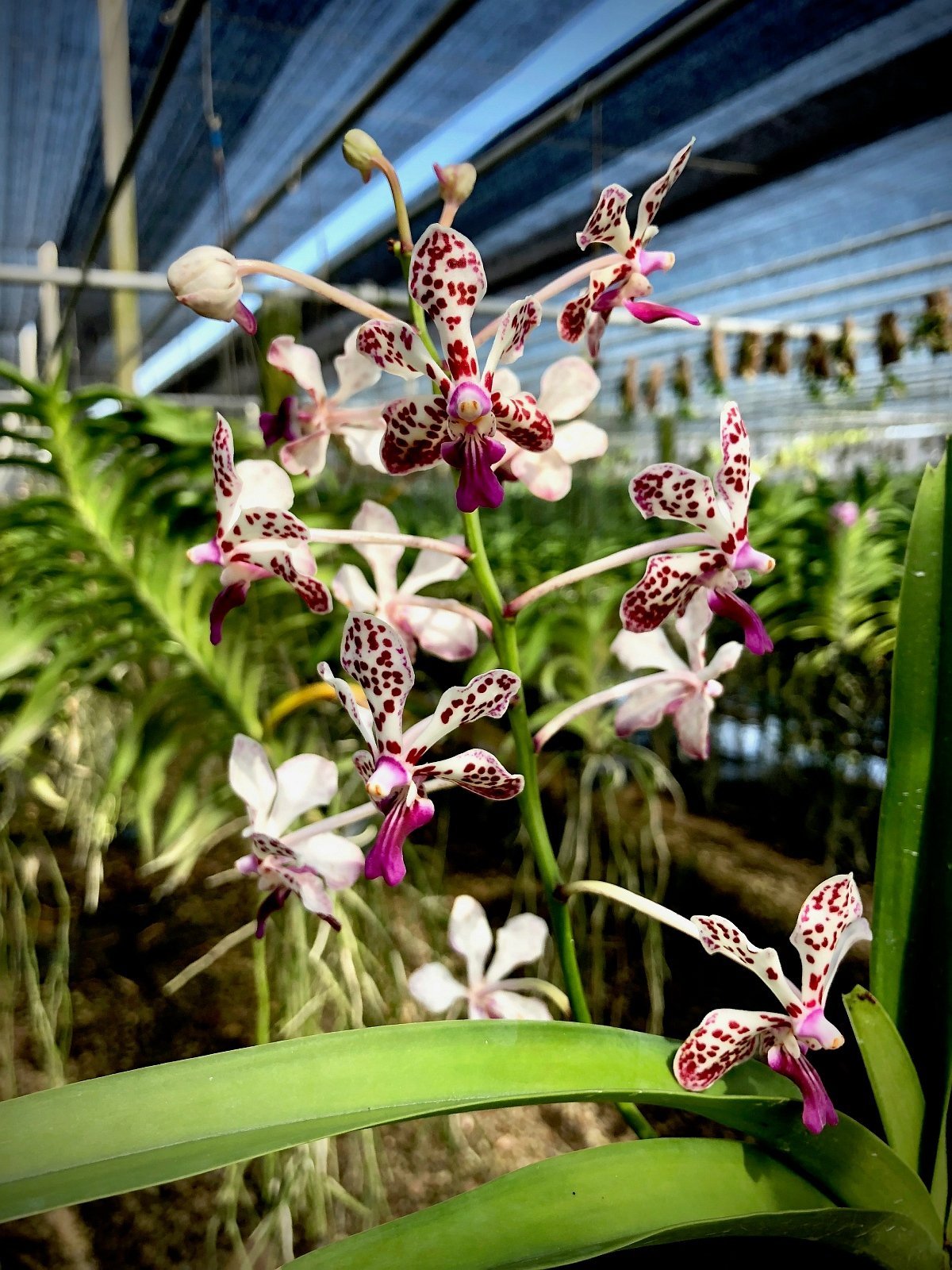その他 S.M. Novella Vanda Suavis 50mLx2 Vanda lamellata x Vanda tricolor var. suavis