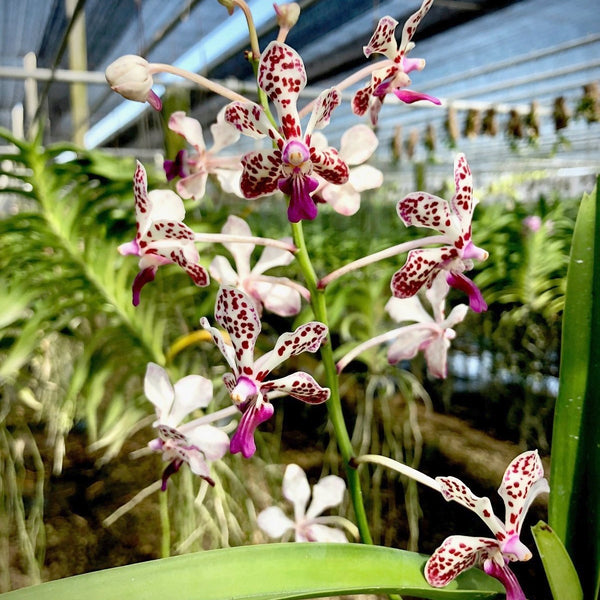 Vanda lamellata x Vanda tricolor var. suavis