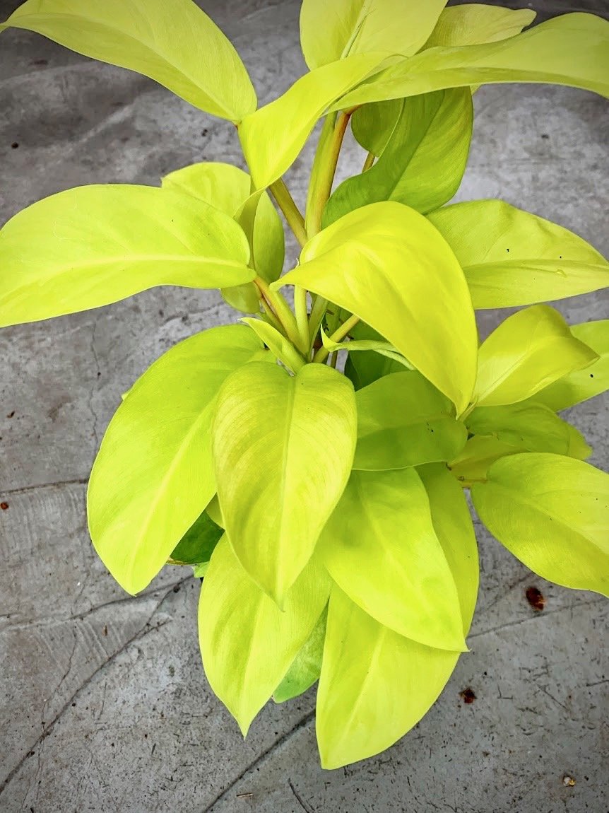 FER Scapes SHOP - Beautiful Philodendron Lemon Lime 🍋