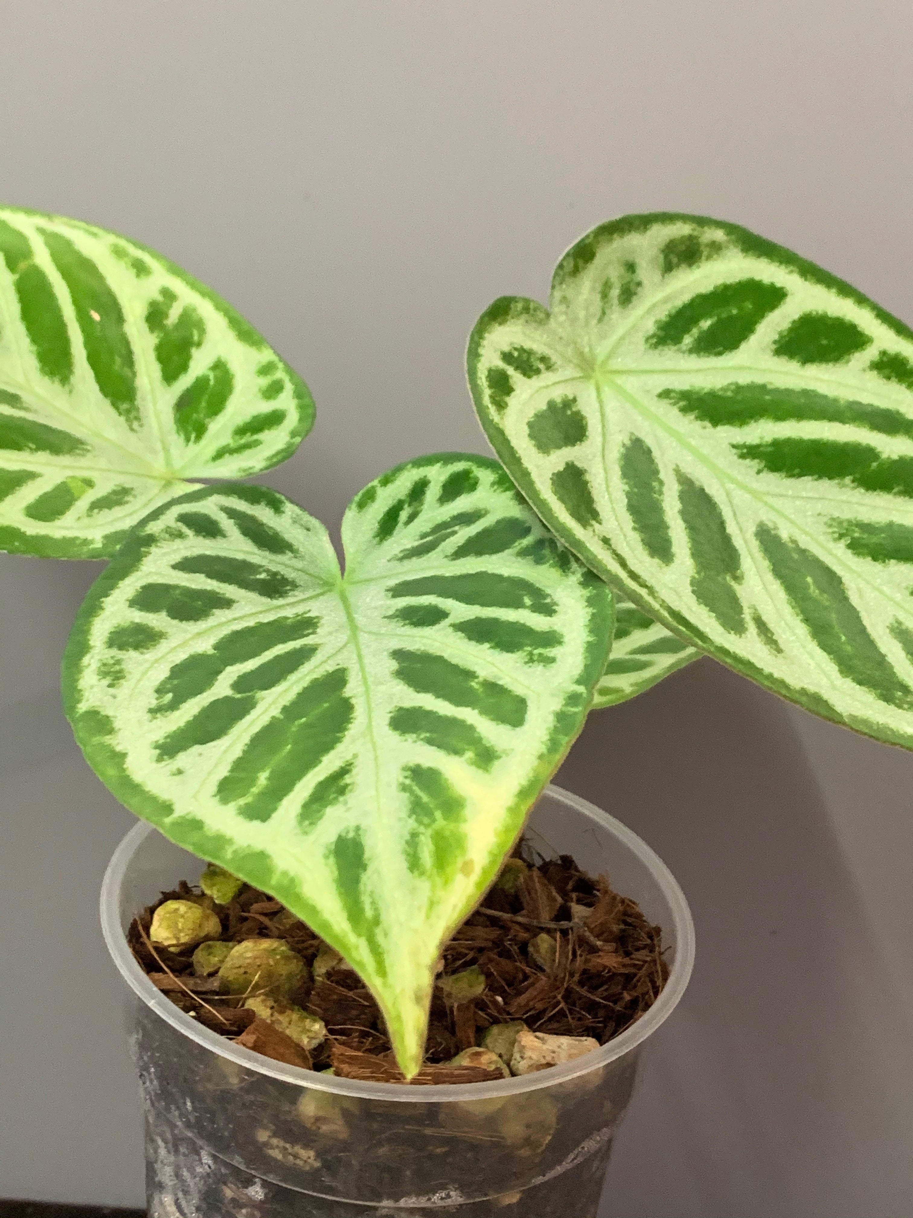 Anthurium crystallinum 