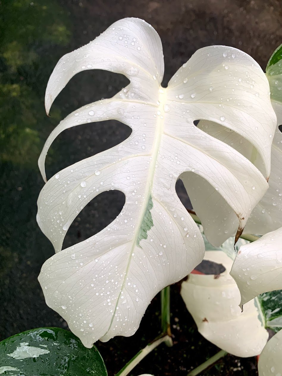 albino monstera plant Monstera deliciosa Variegata albo (Special White Edition)