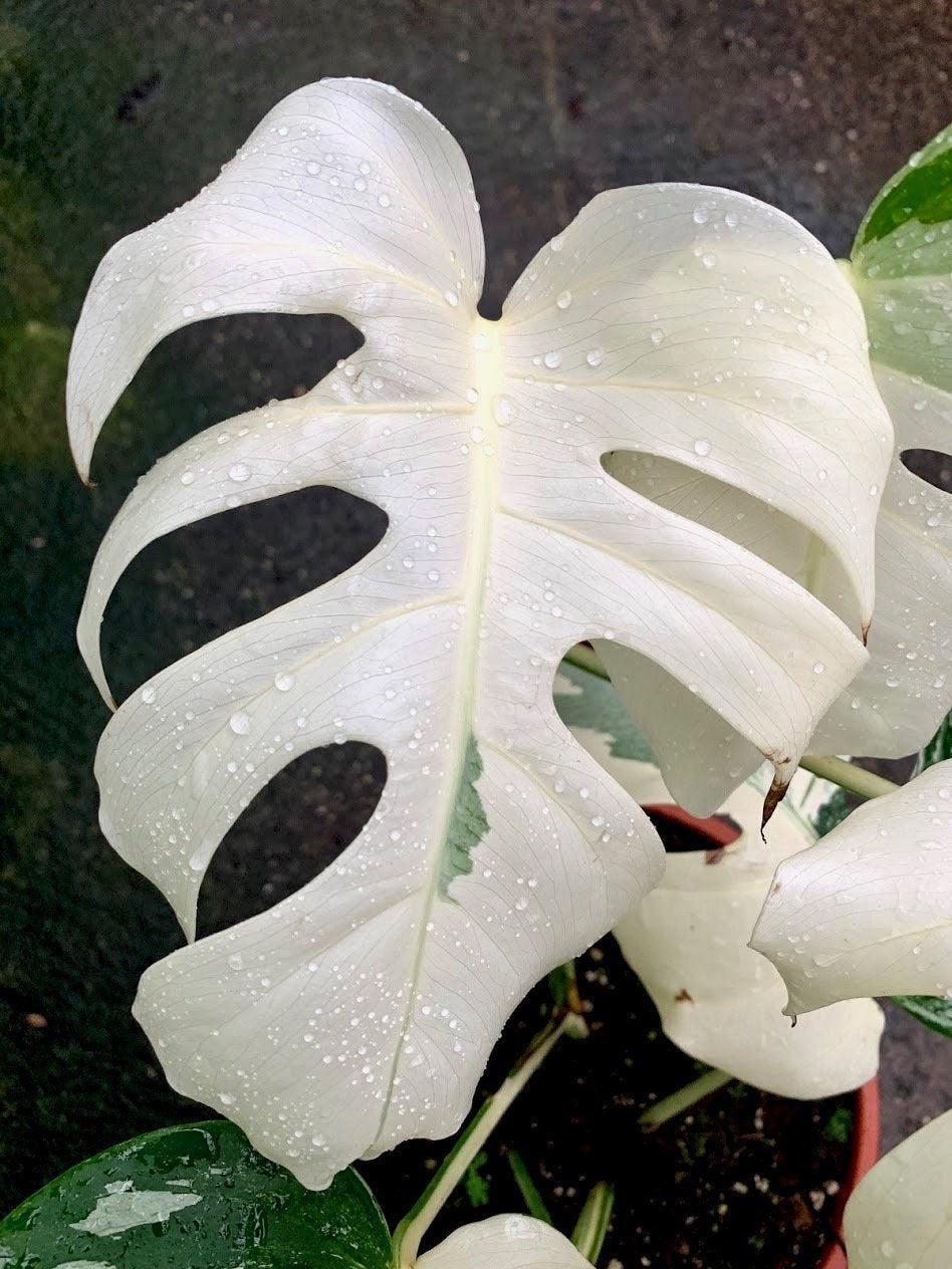 where to buy monstera albo Monstera deliciosa Variegata albo (Special White Edition)