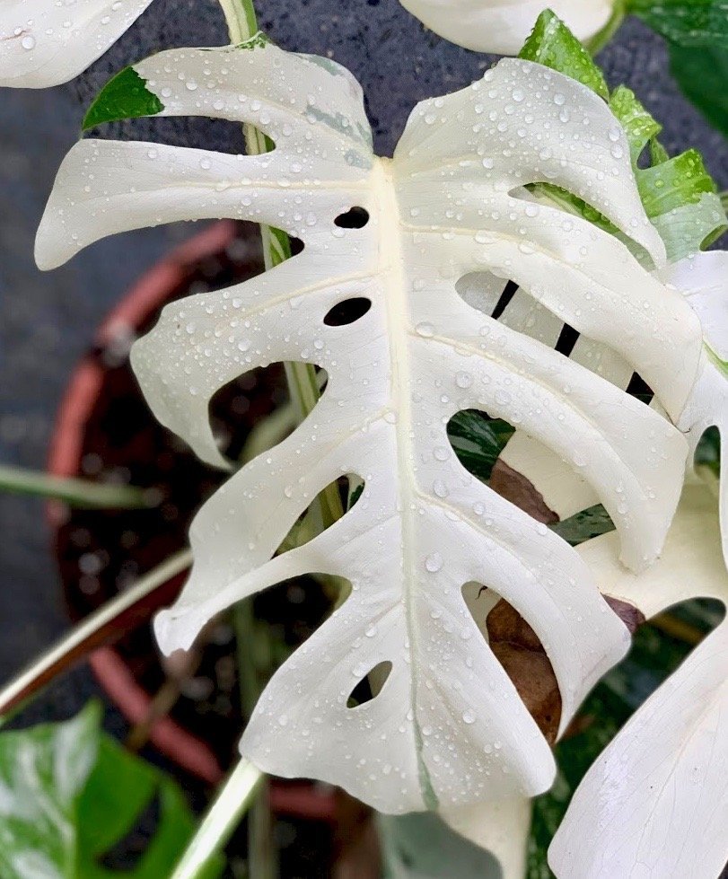 white monstera deliciosa liebm Monstera deliciosa Variegata albo (Special White Edition)