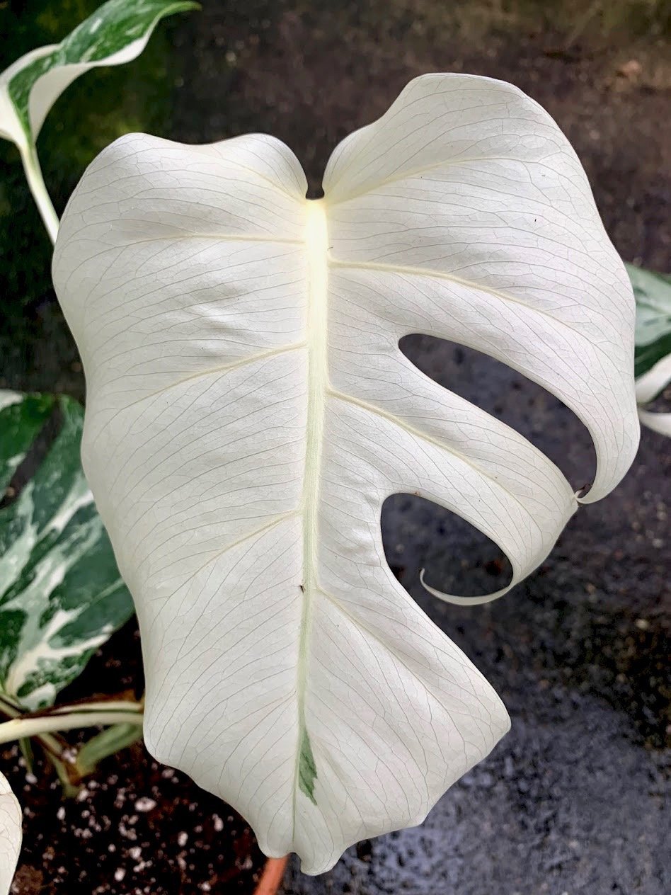 albino monstera near me Monstera deliciosa Variegata albo (Special White Edition)