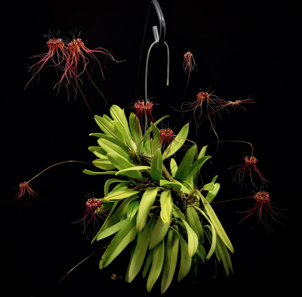 Gracillimum Bulbophyllum gracillimum