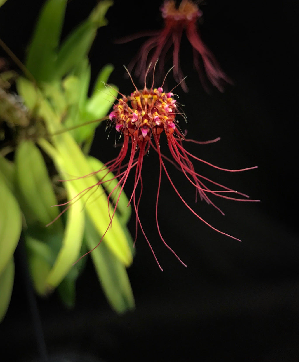 Gracillimum Bulbophyllum gracillimum