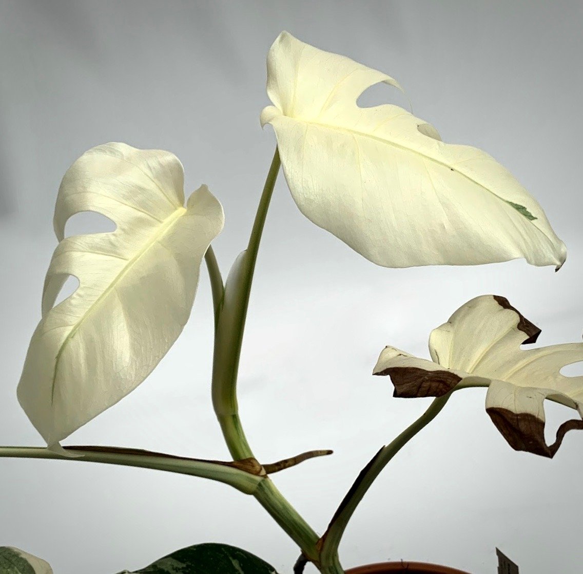 monstera albino plant Monstera deliciosa Variegata albo (Special White Edition)