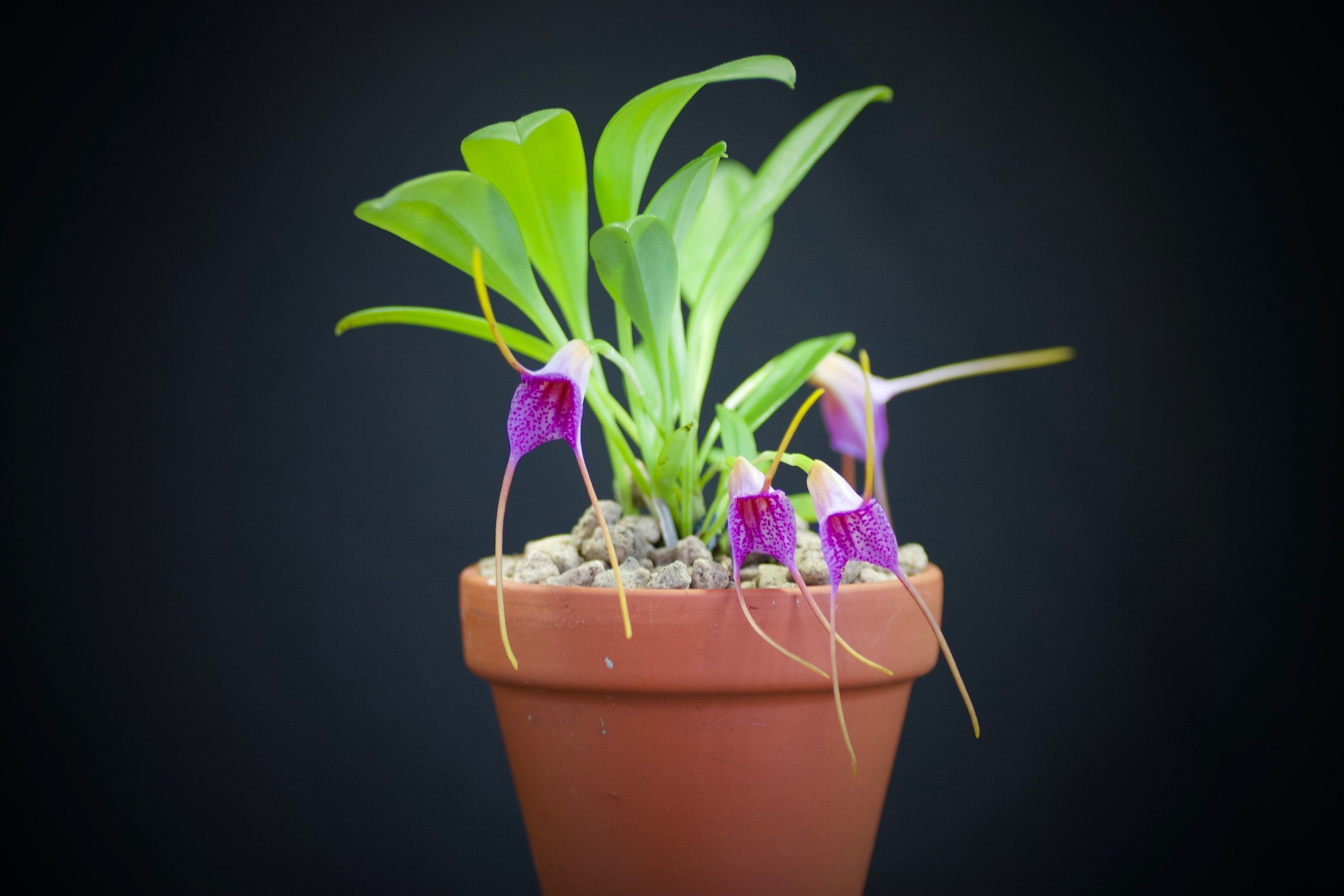 Masdevallia glandulosa