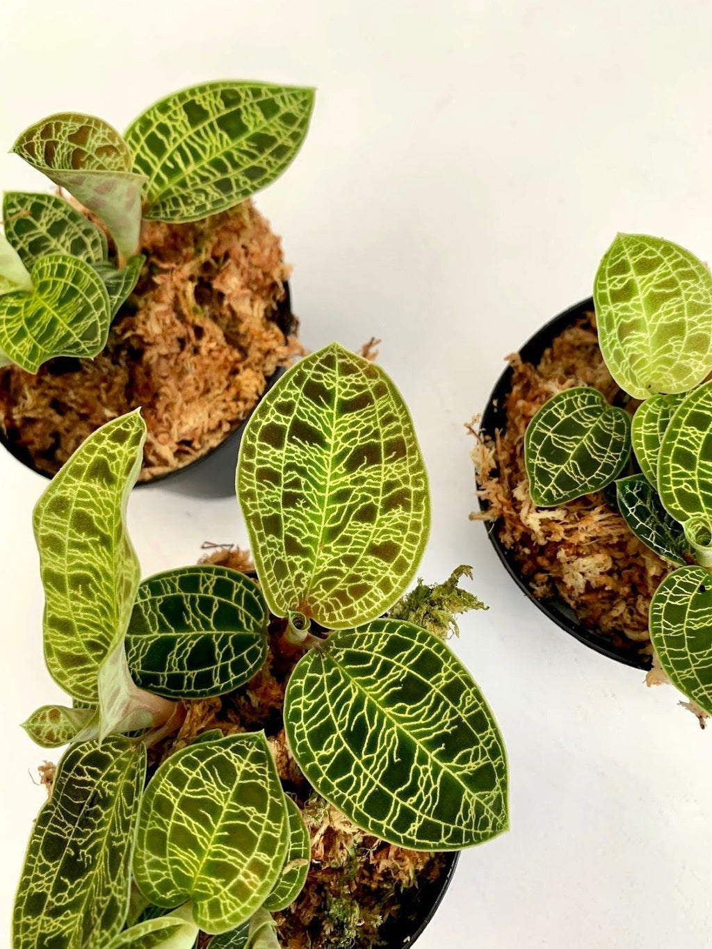 Macodes petola (1 plant per pot)