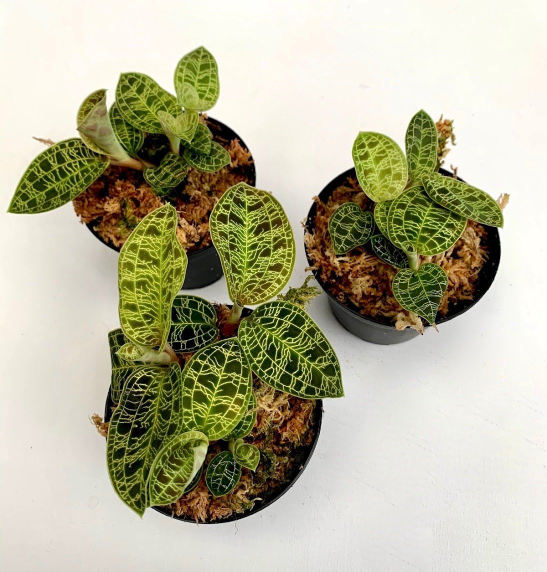 Macodes petola (1 plant per pot)