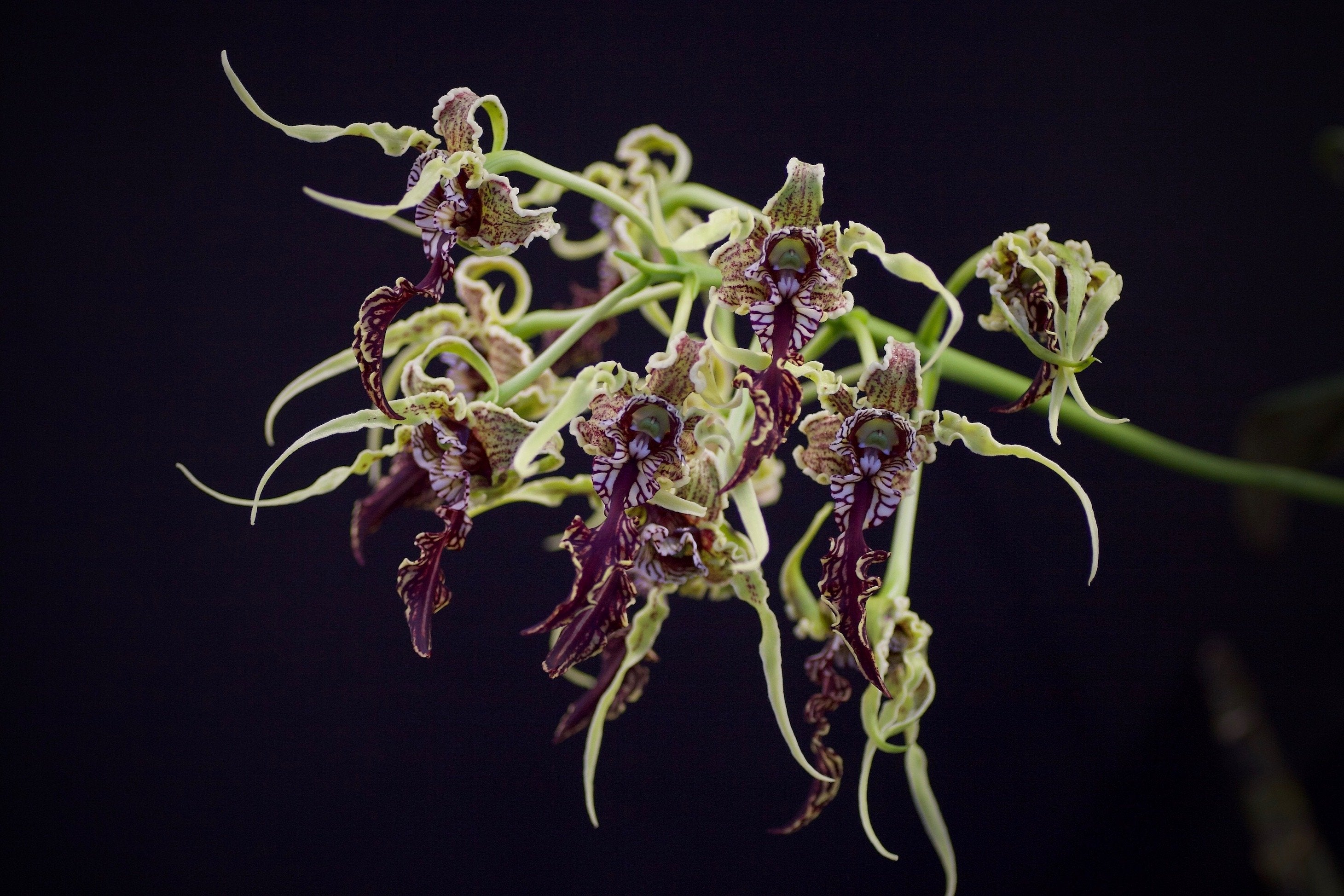 Dendrobium spectabile ''Big Plant''