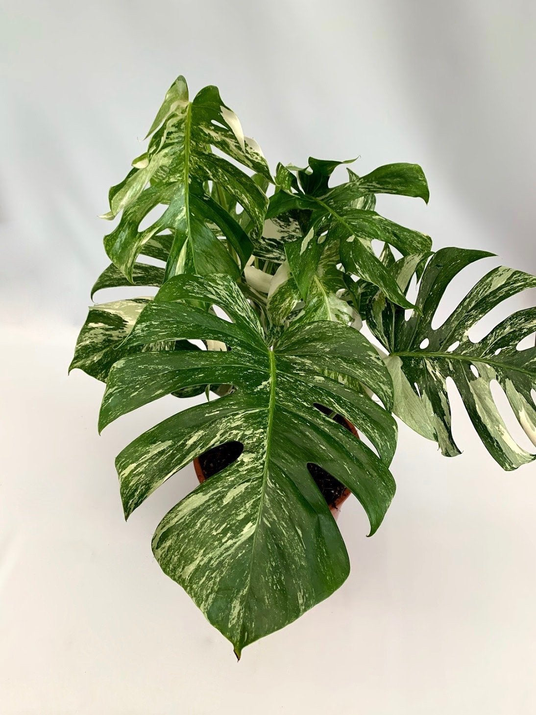 5 leaf monstera albo Monstera deliciosa Variegata albo (5-6 leaves)