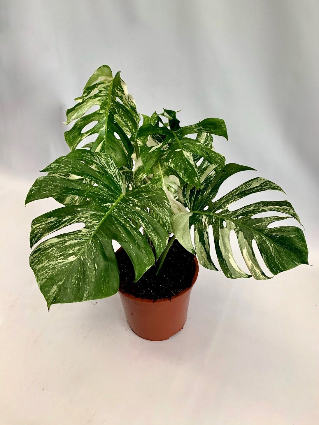 deliciosa albo variegata pink variegated monstera Monstera deliciosa Variegata albo (5-6 leaves)