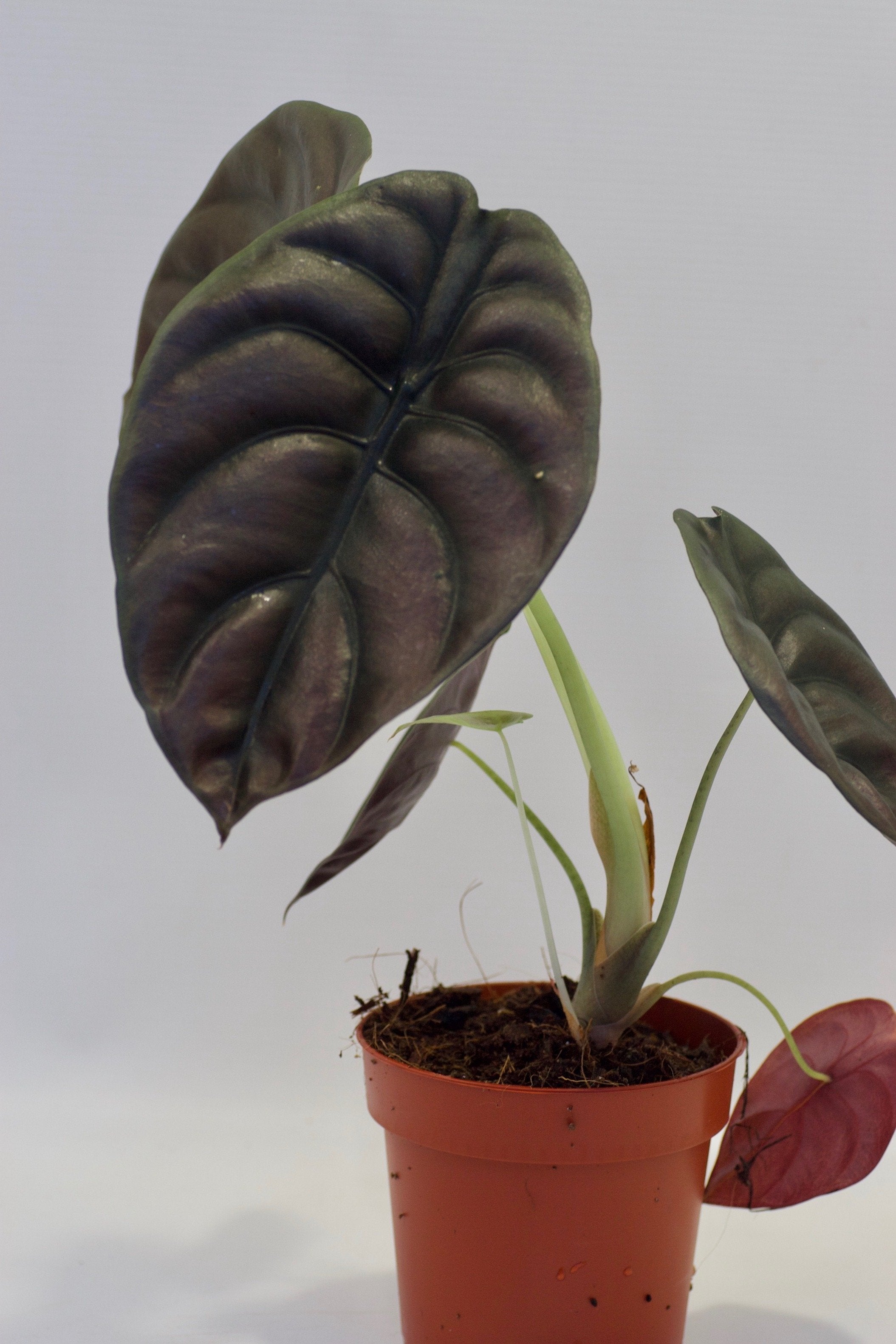 Alocasia cuprea ''Red Dragon''(1-3 leaves) Baby plant