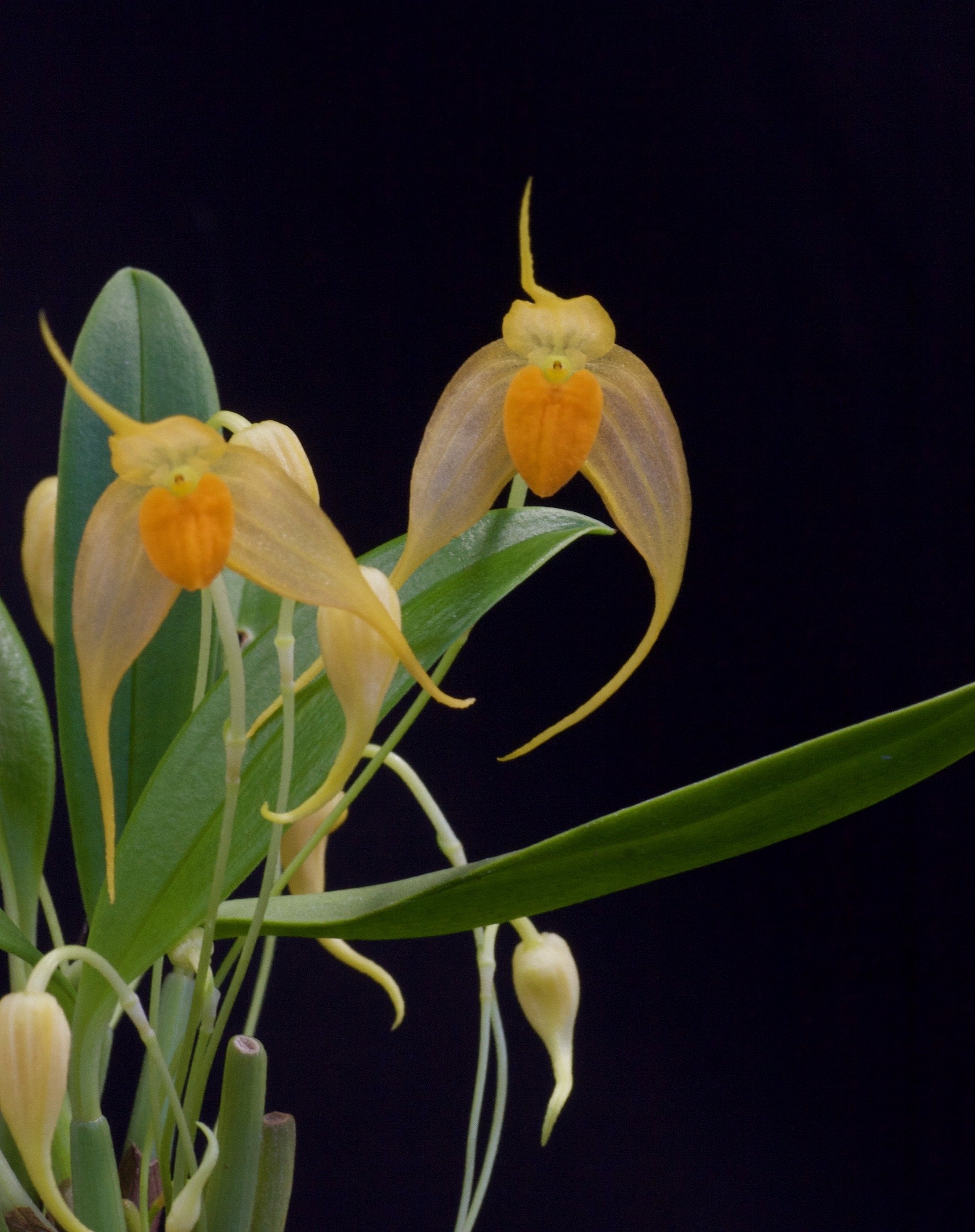 Bulbophyllum ankylochele