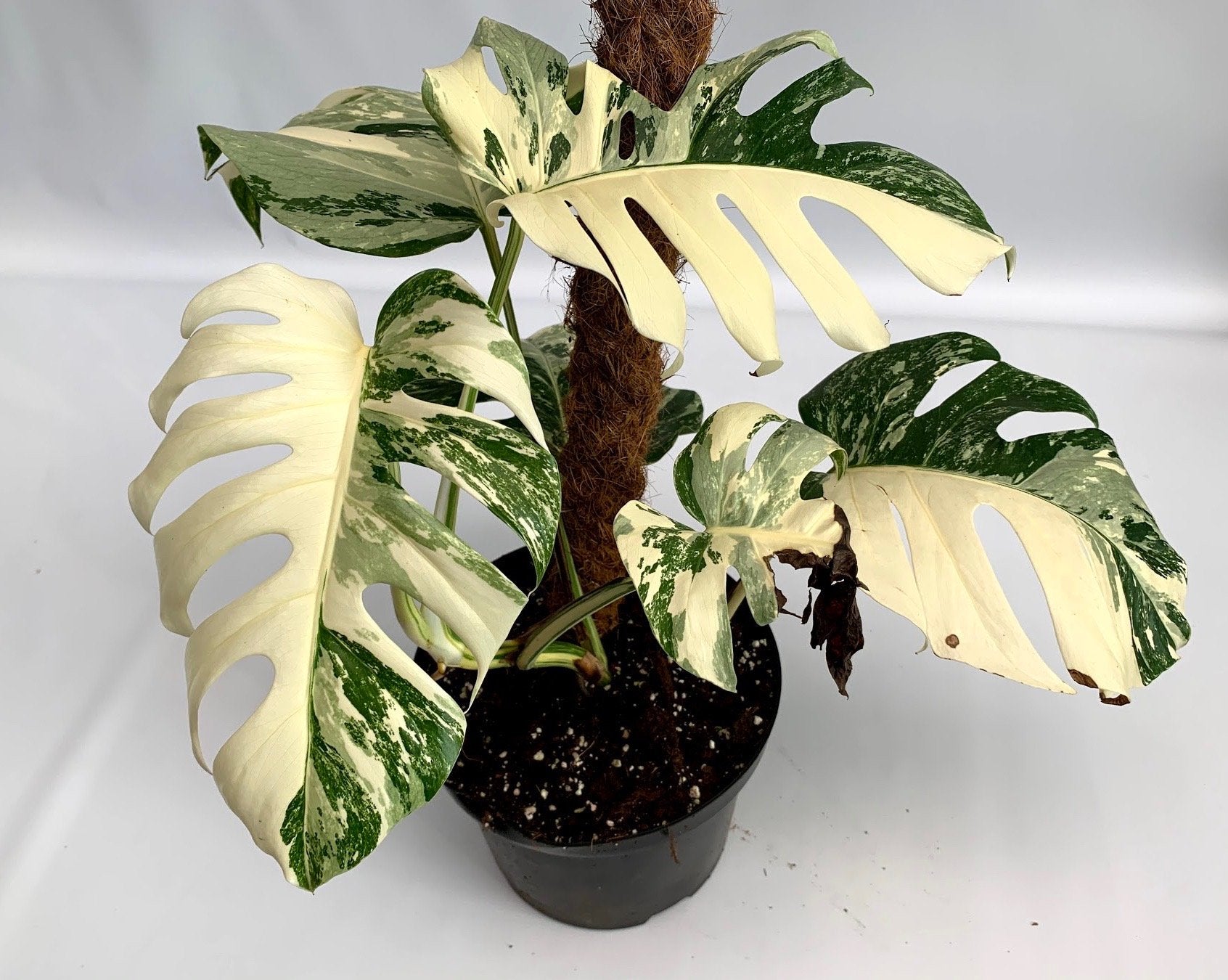 Monstera Albo Variegata top