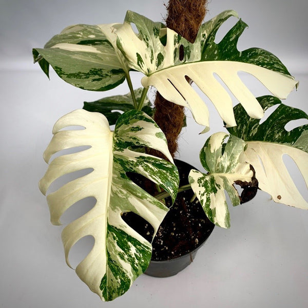 Monstera deliciosa Variegata albo (special really white edition)