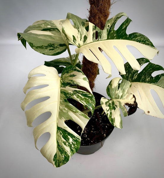 モンステラ・ポトス Monstera Deliciousa Skeleton(Variegated) Monstera Esqueleto: cooler, bigger, and easier than Adansonii