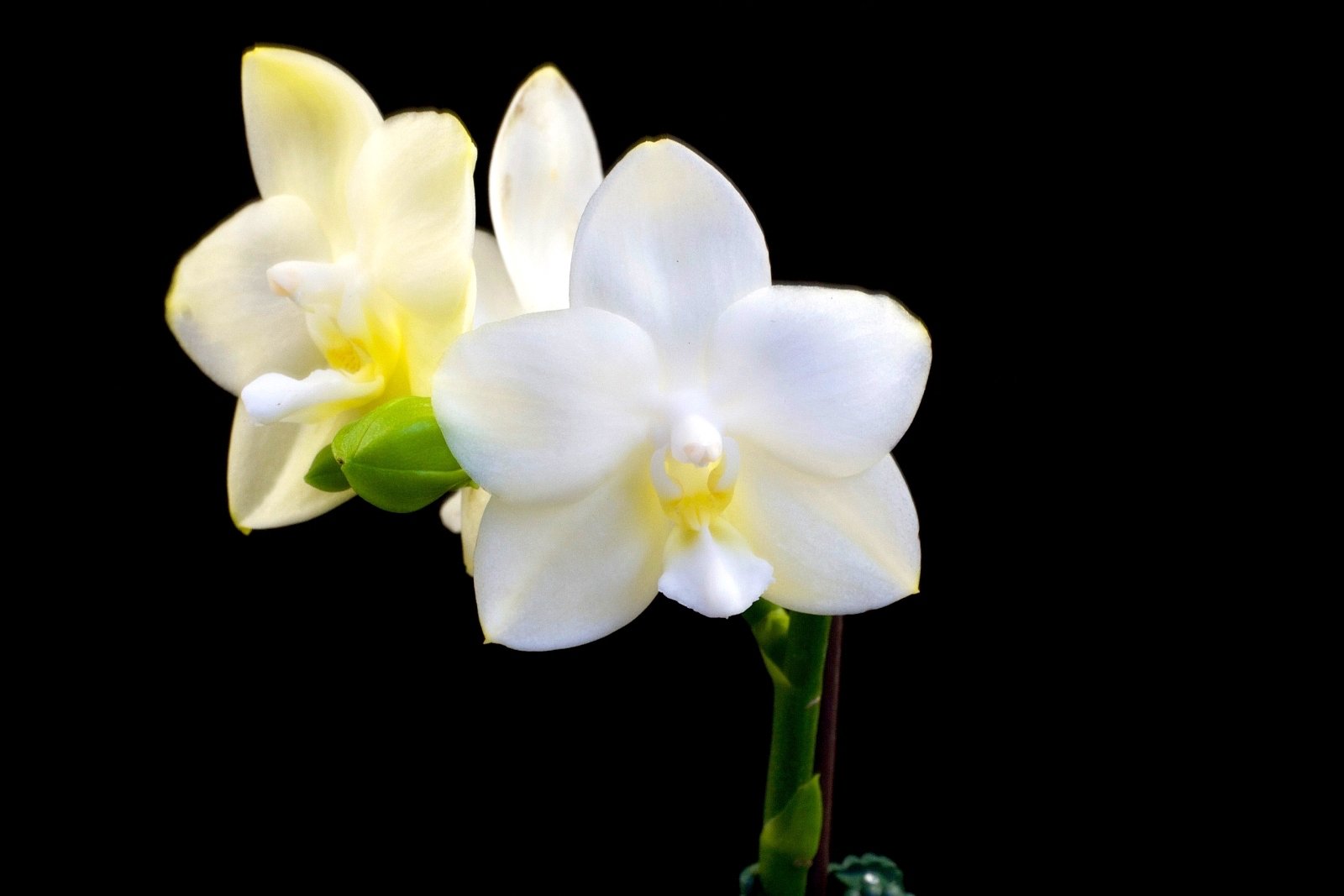 Phalaenopsis Tristar Snow Princess ''Big Plant ''