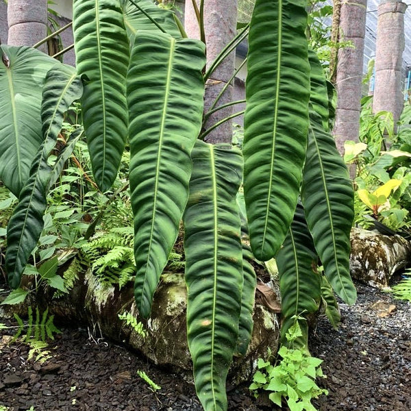 Philodendron patriciae 