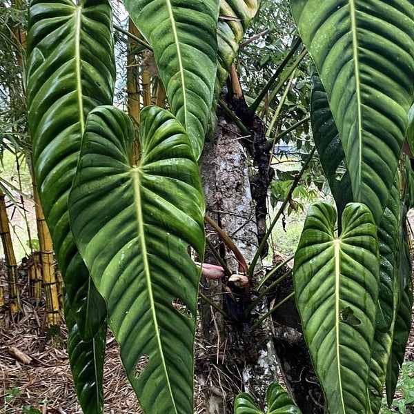 Philodendron esmeraldense