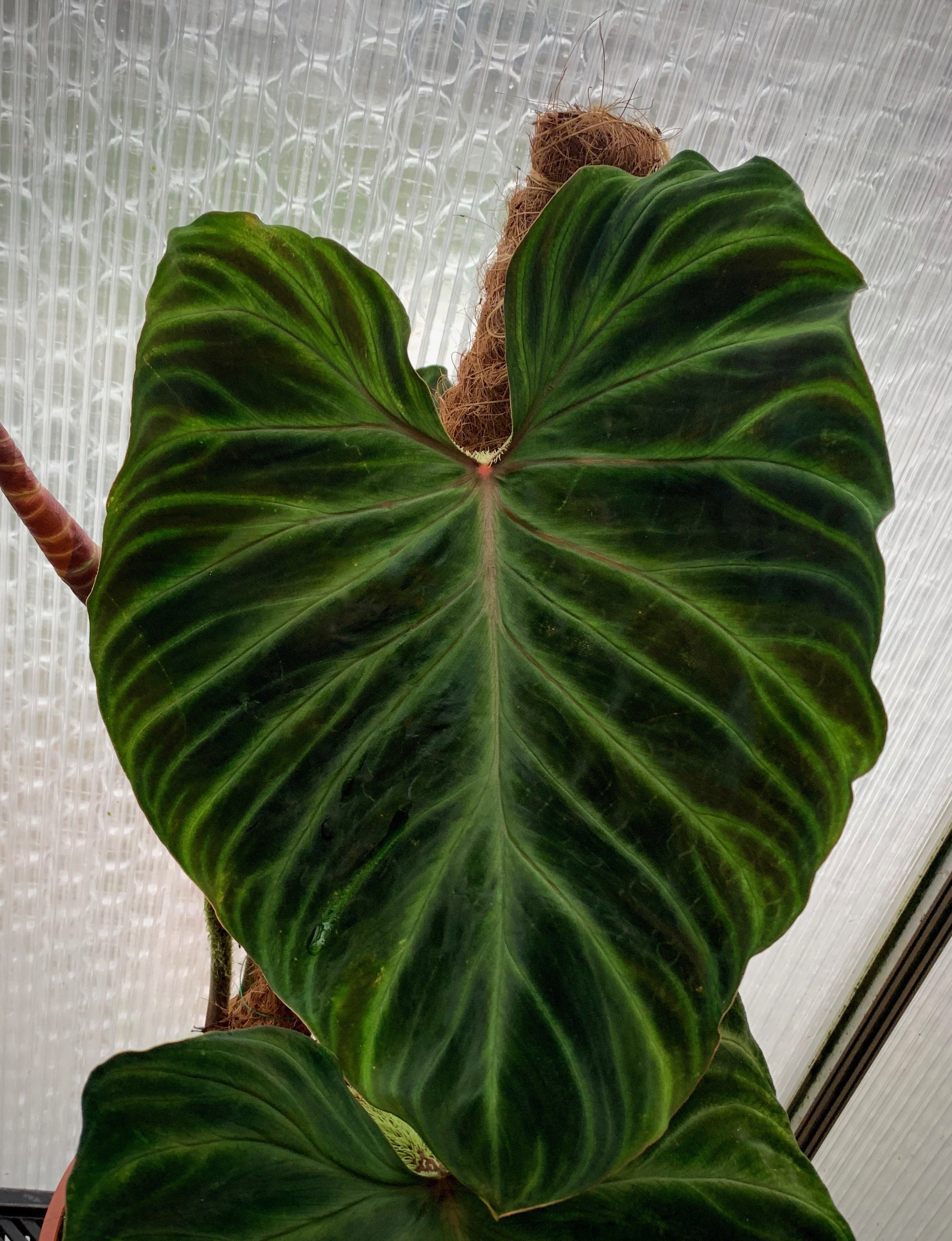 Philodendron verrucosum ( 2 spikes )