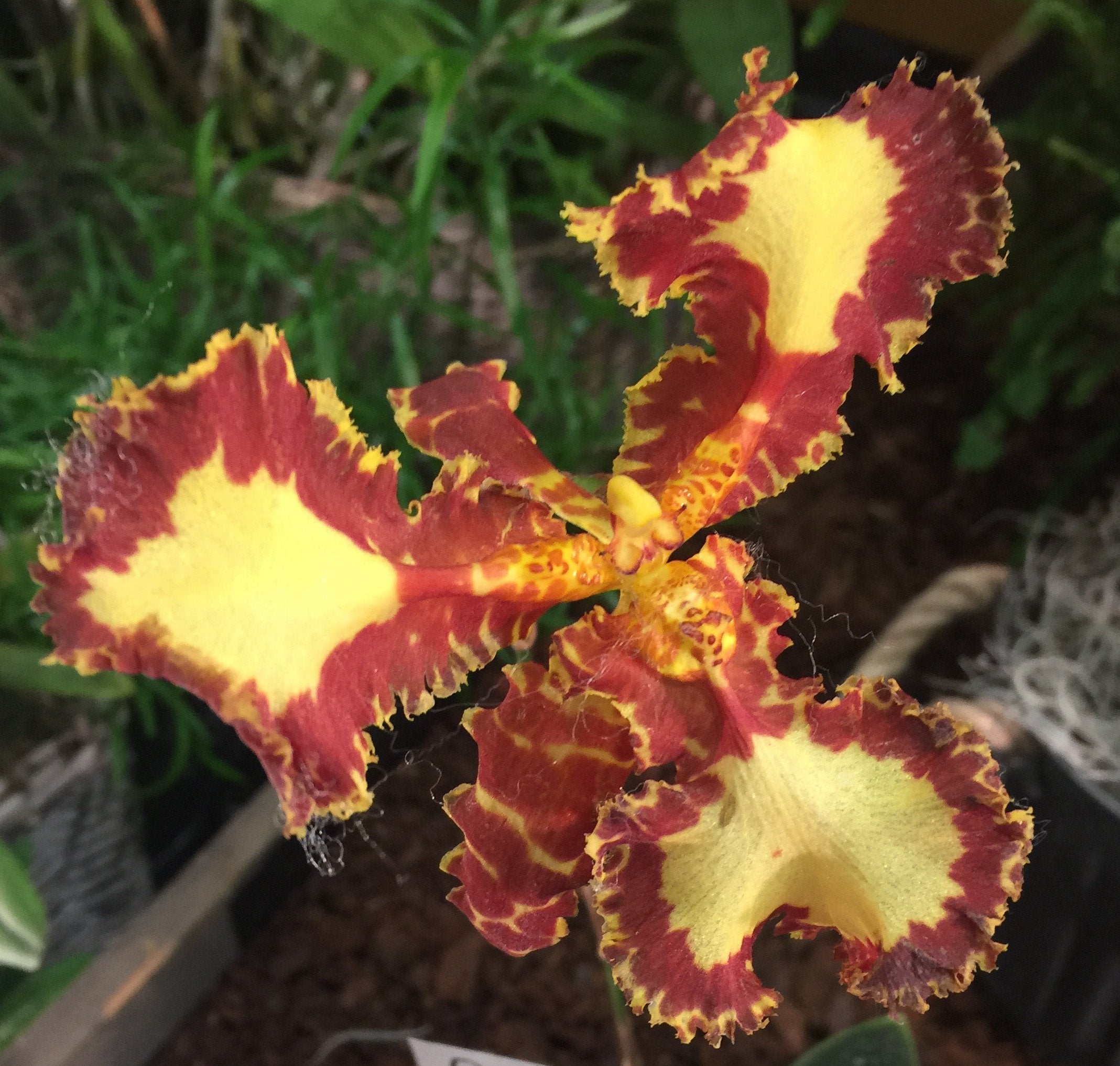 Psychopsis Mariposa Three Lip