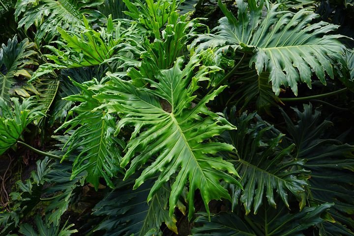 Philodendron Selloum "BIG Gigantic XXL Plant" (Thaumatophyllum bipinnatifidum)
