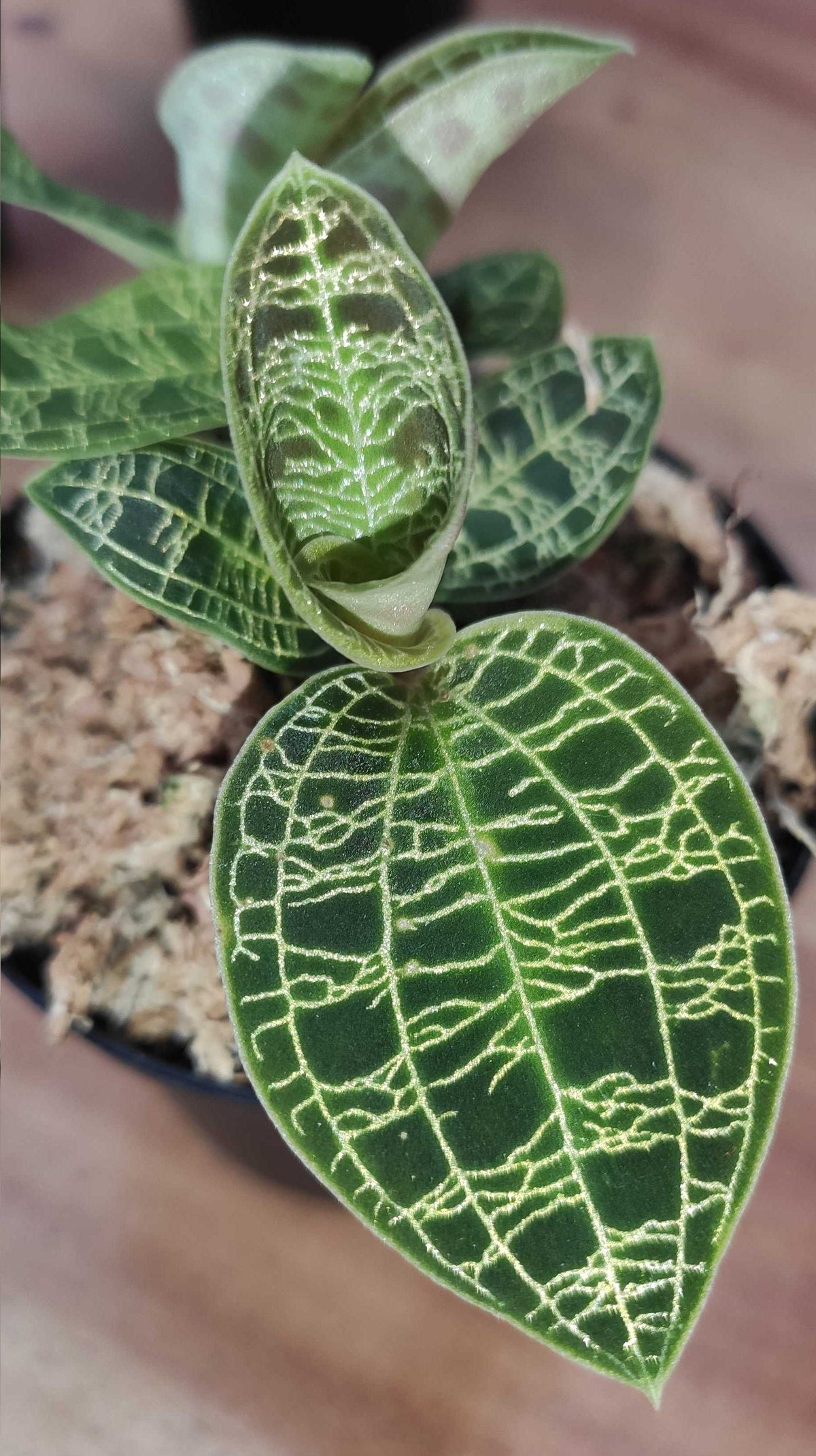 Macodes petola 