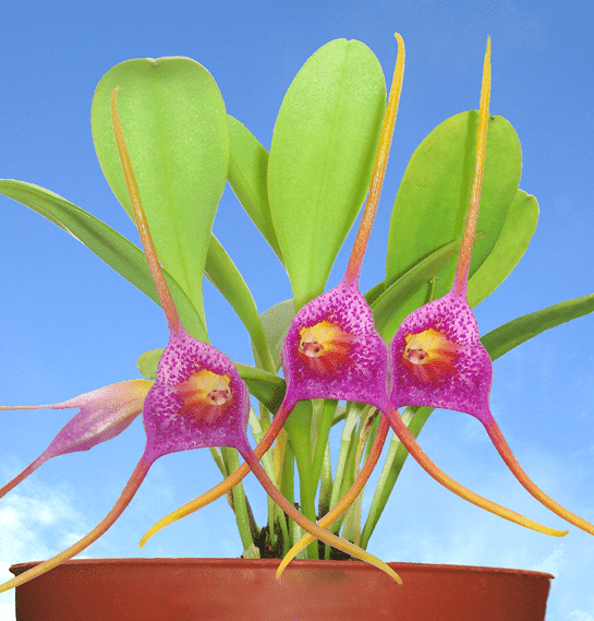 Masdevallia glandulosa