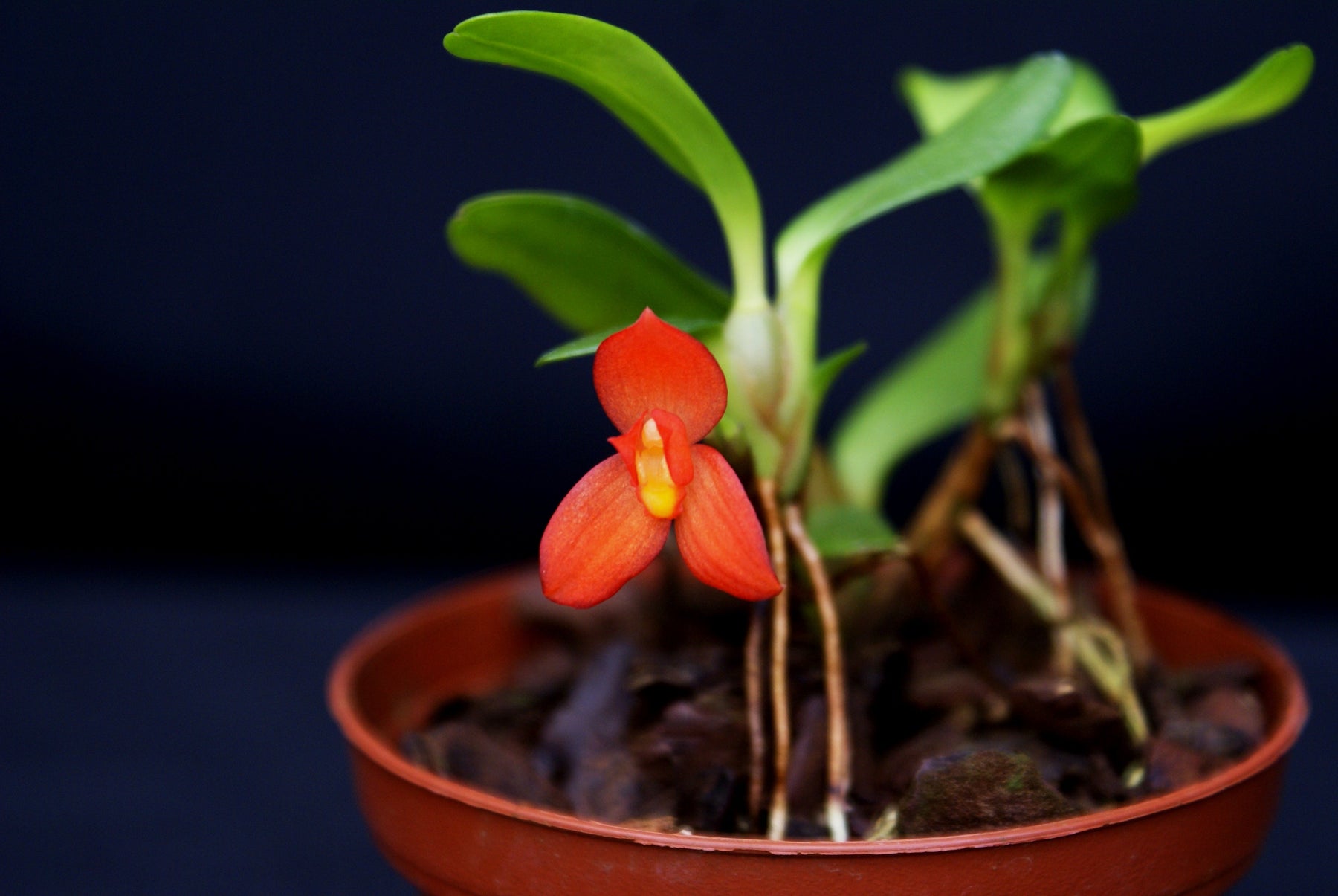 Maxillaria sophronitis