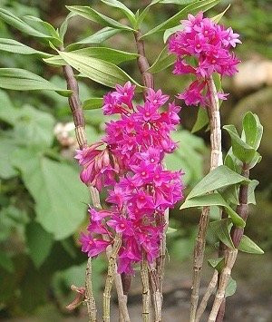 Dendrobium miyakei ''Big Plant''