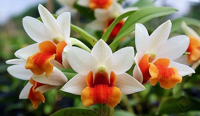 Dendrobium Jiaho Candy ''Big Compact plant''