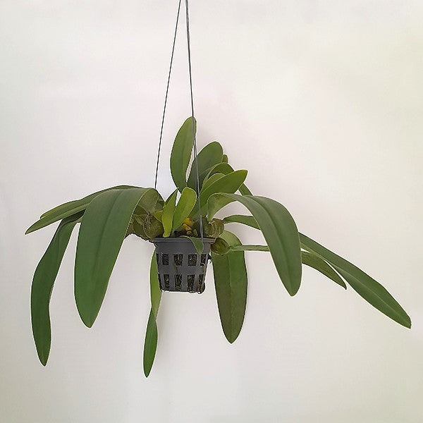 Bulbophyllum cruentum x phalaenopsis