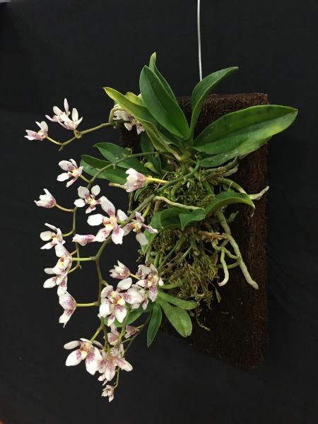 Bloques de helechos de orquídeas (30,5 x 15,2 x 2,5 cm)