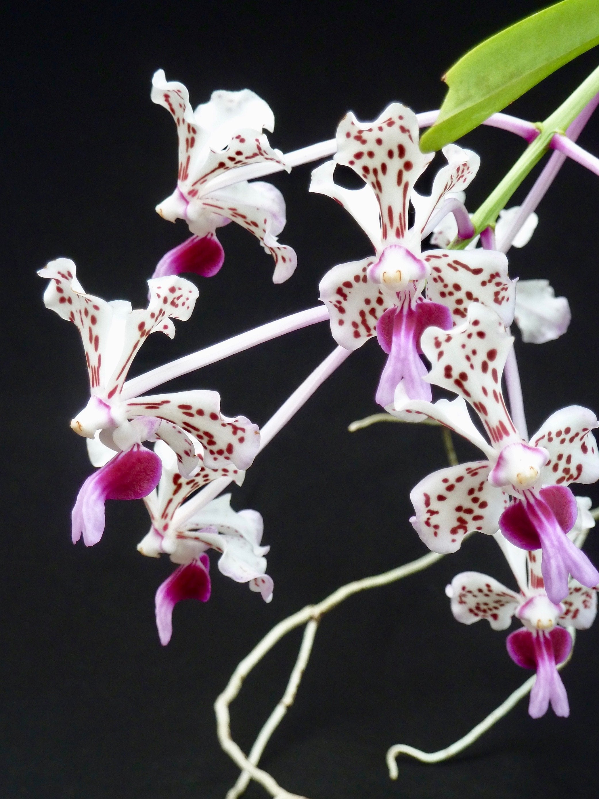 Vanda tricolor var. suavis "Big''