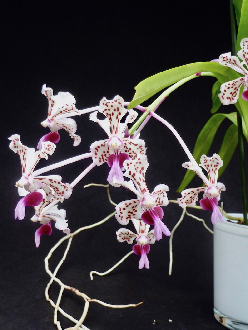Vanda tricolor var. suavis 