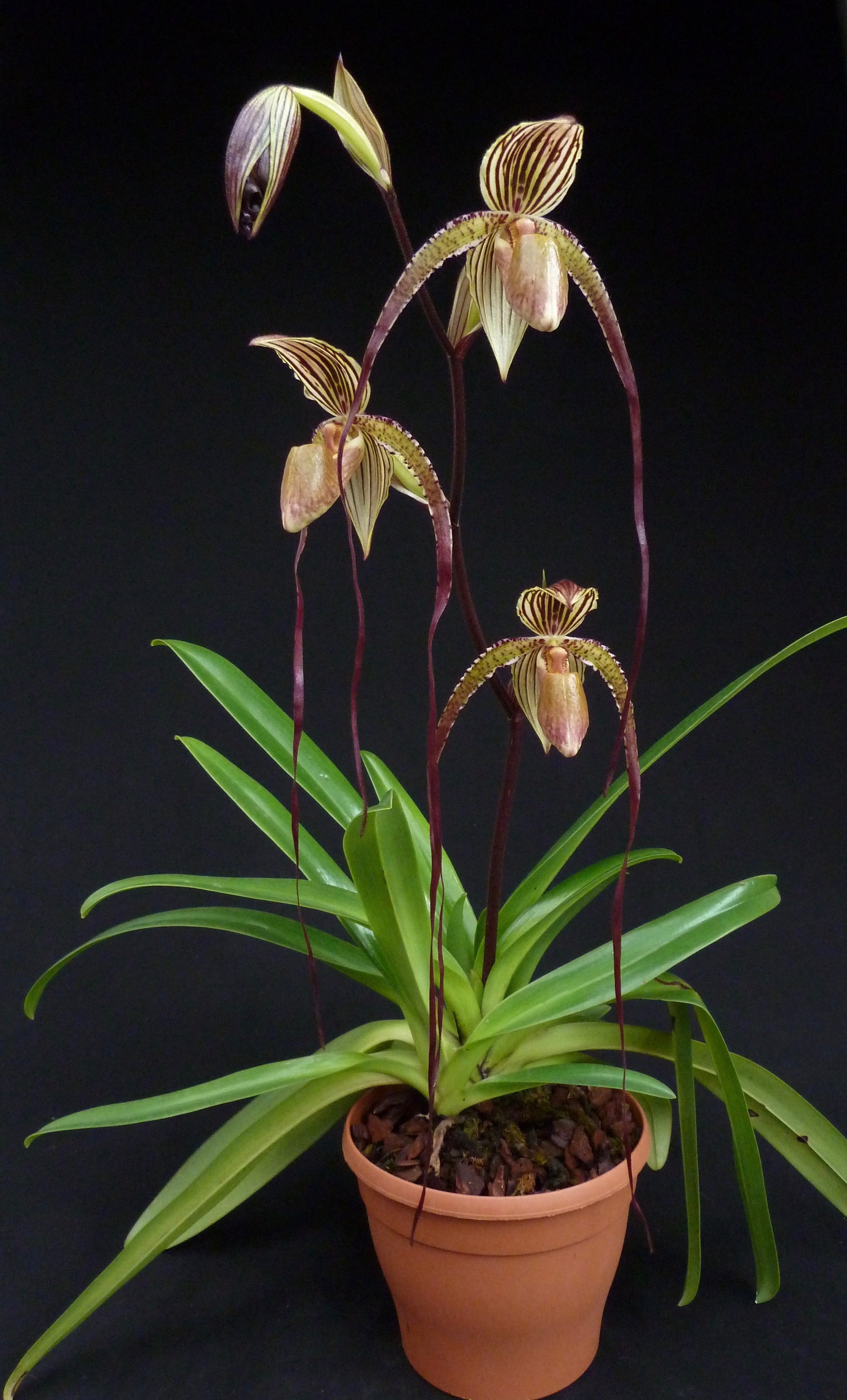 Paphiopedilum Prince Edward of York (rothschildianum 'Dark Star' x san