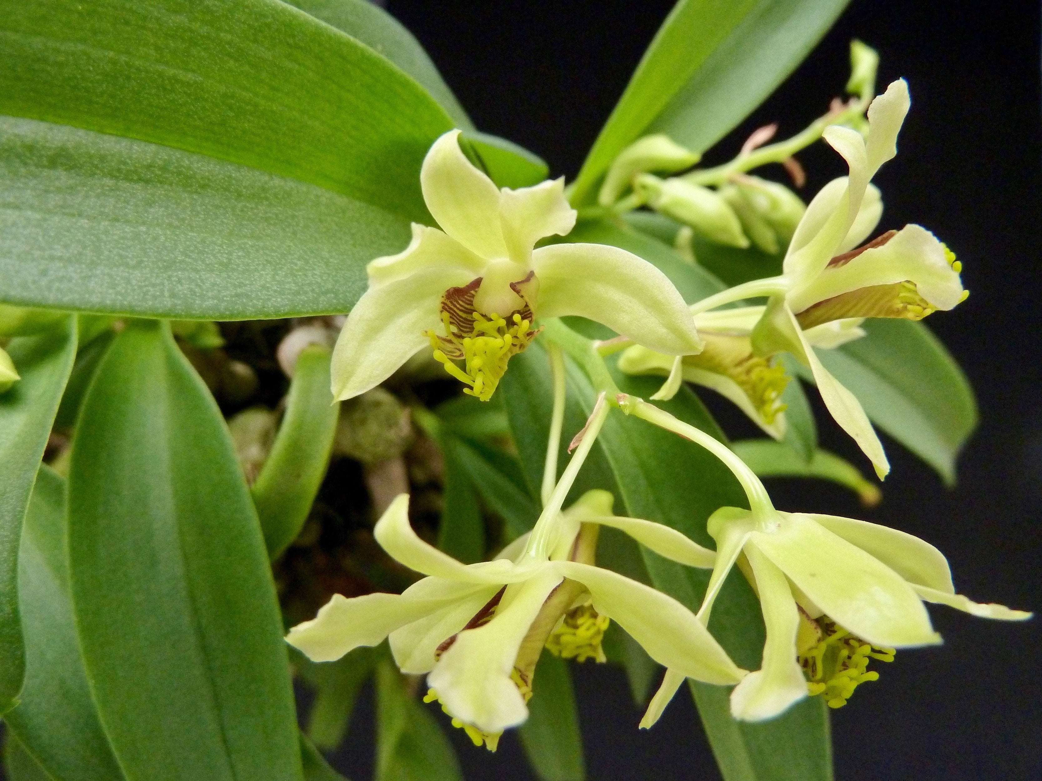 Dendrobium delacourii "Big"