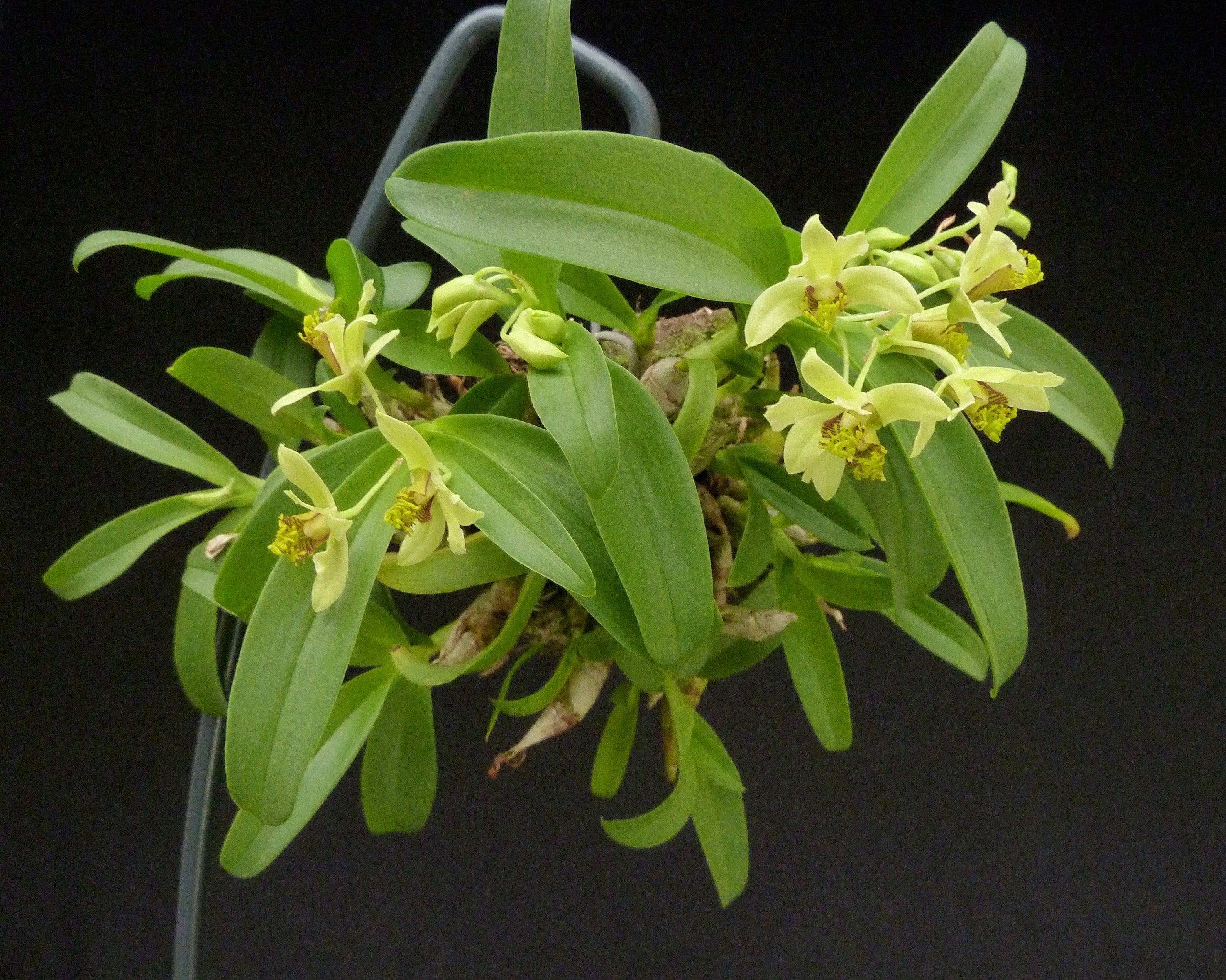 Dendrobium delacourii "Big"