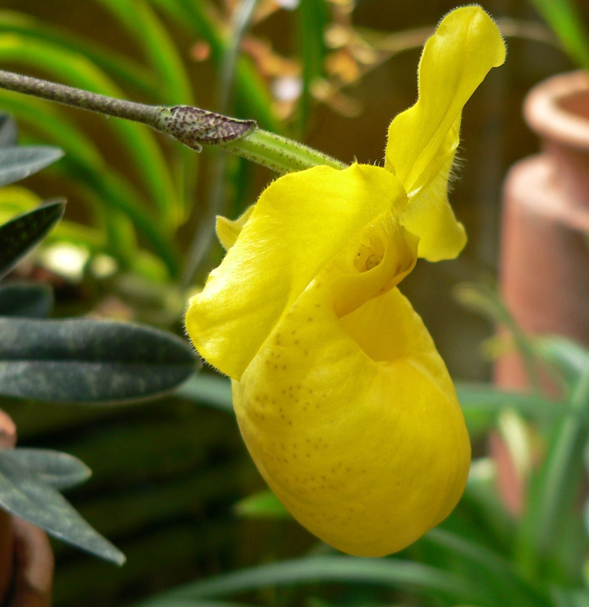 Paphiopedilum armeniacum 'Super Cool' Japan Clone