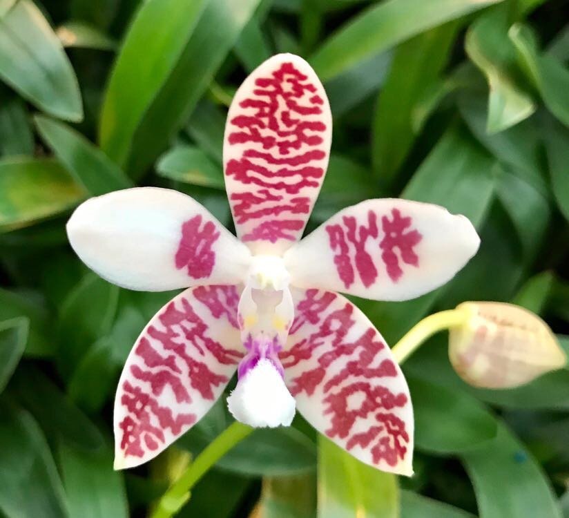 Phalaenopsis (amabilis x tetraspis C1) x tetraspis C1